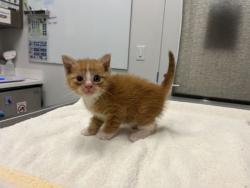 Shelter Stray Male Cat last seen Beaman & 64th, KCMO, 64151, 64151, MO, Kansas City, MO 64132