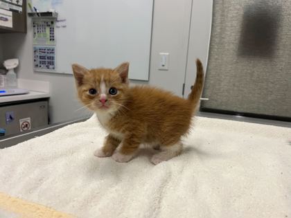 Shelter Stray Male Cat last seen Beaman & 64th, KCMO, 64151, 64151, MO, Kansas City, MO 64132