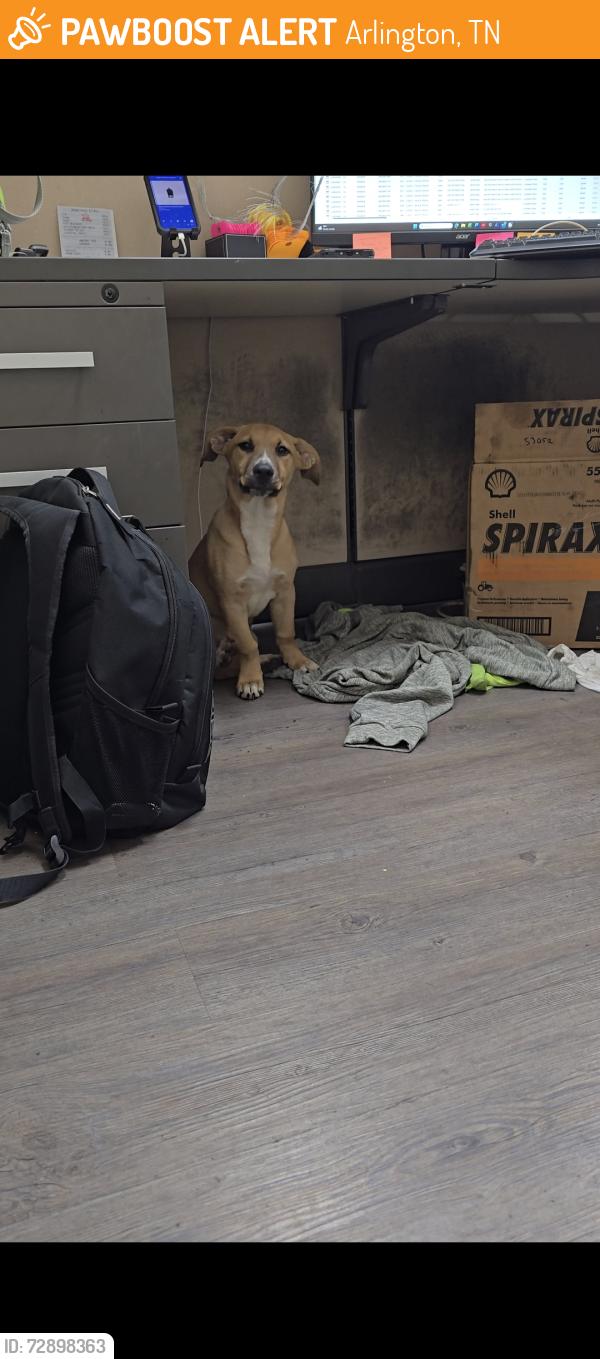 Found/Stray Female Dog last seen Near and Hwy 70, Arlington, TN 38002