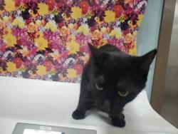 Shelter Stray Female Cat last seen Milton, 43605, OH, Maumee, OH 43537