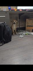Found/Stray Female Dog last seen Near and Hwy 70, Arlington, TN 38002