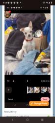 Lost Male Dog last seen Carlisle boulevard, Albuquerque, NM 87104