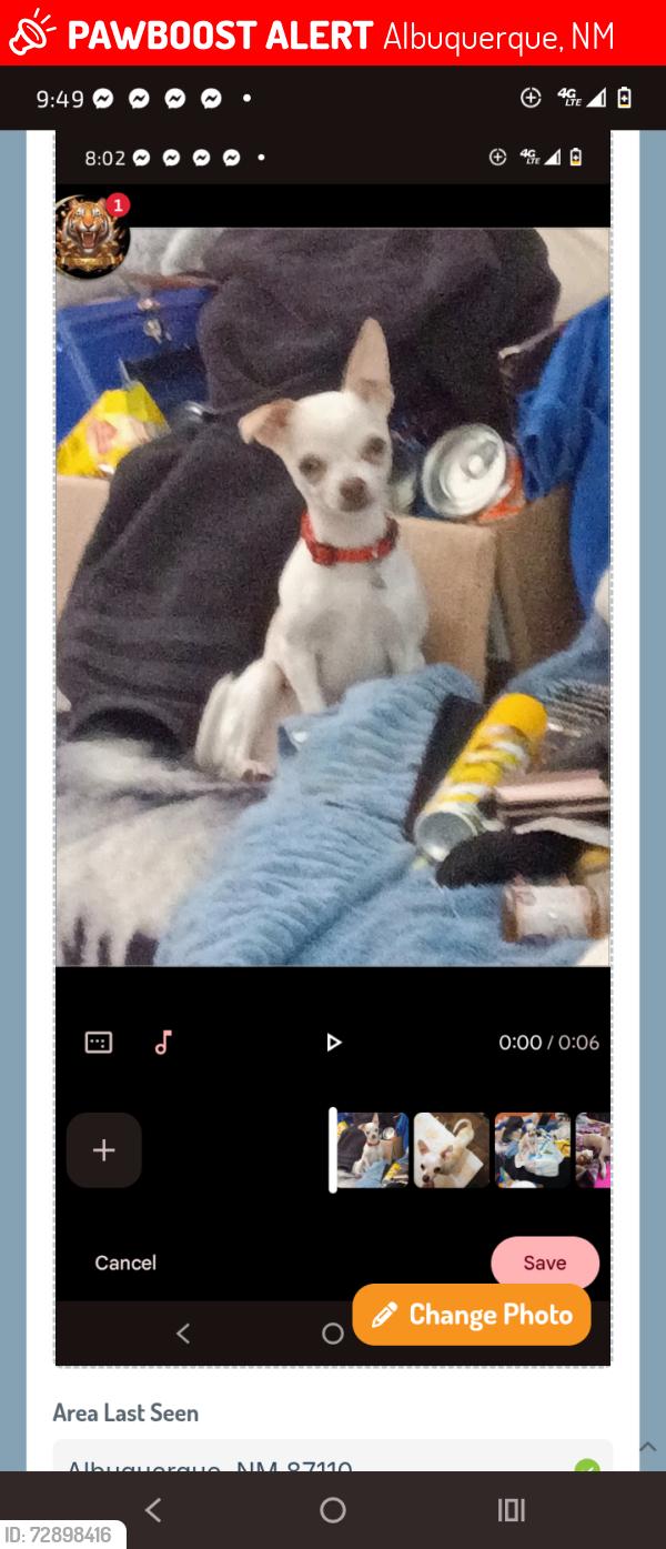 Lost Male Dog last seen Carlisle boulevard, Albuquerque, NM 87104