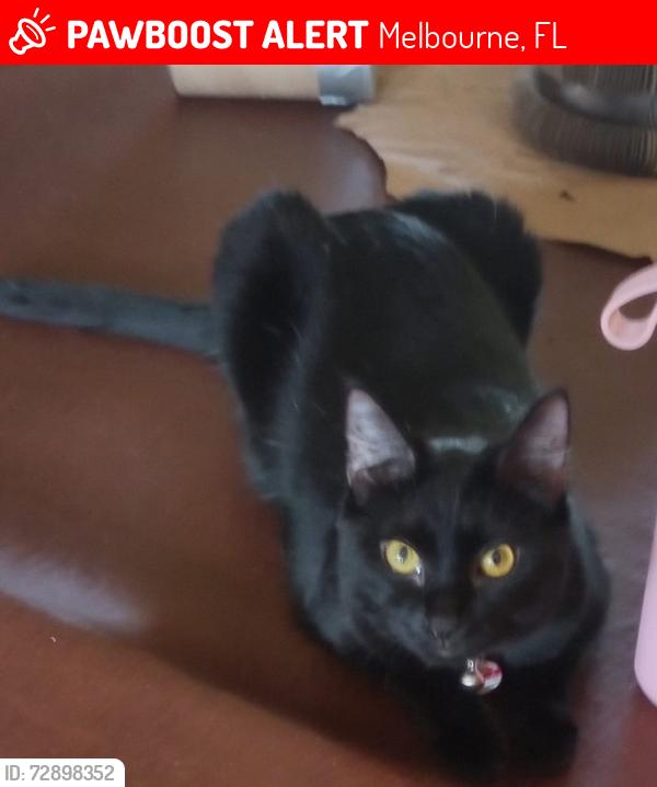 Lost Female Cat last seen Aurora Rd Melbourne, FL, Melbourne, FL 32934