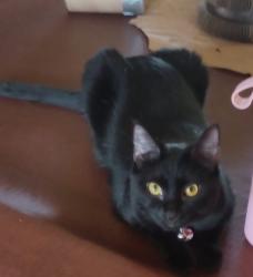 Lost Female Cat last seen Aurora Rd Melbourne, FL, Melbourne, FL 32934