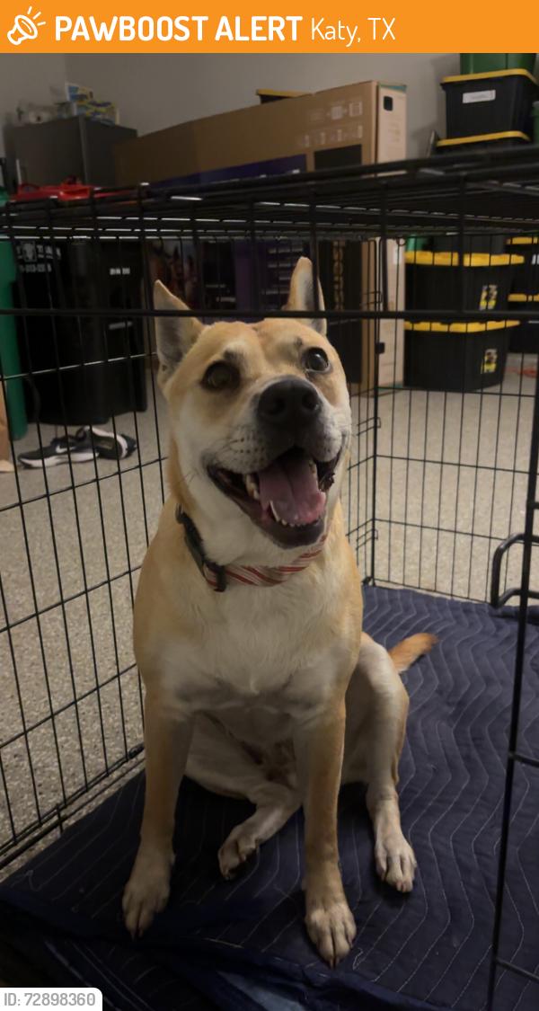 Found/Stray Female Dog last seen Burlington on 529, Katy, TX 77493