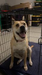 Found/Stray Female Dog last seen Burlington on 529, Katy, TX 77493