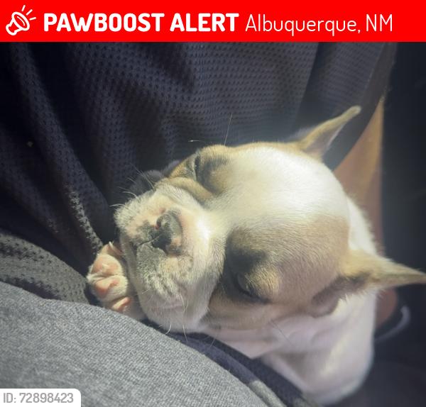 Lost Male Dog last seen Montaño and golf course , Albuquerque, NM 87120