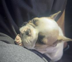 Lost Male Dog last seen Montaño and golf course , Albuquerque, NM 87120