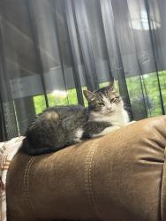Lost Male Cat last seen In my hse (6992 Morley) , Painesville, OH 44077