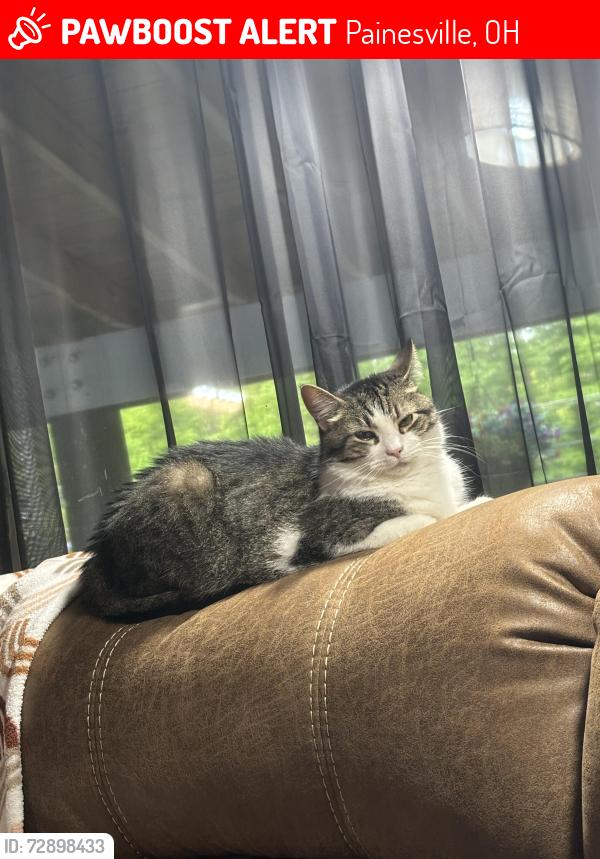 Lost Male Cat last seen In my hse (6992 Morley) , Painesville, OH 44077