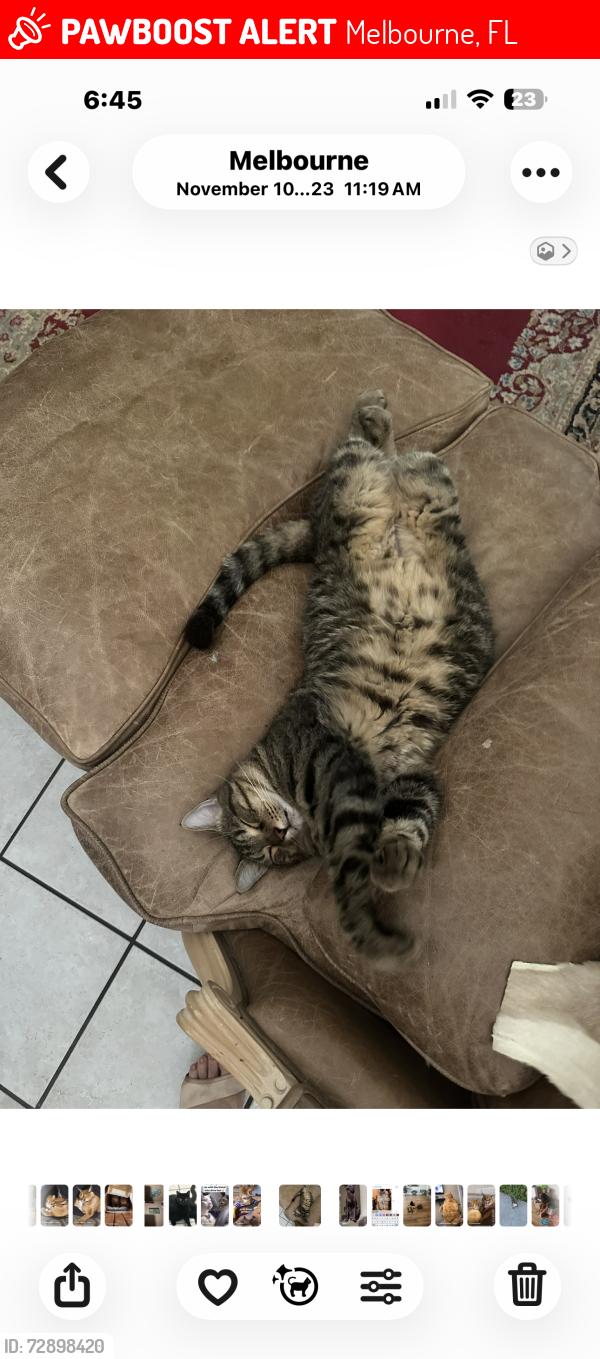 Lost Male Cat last seen Old glory and Merrill , Melbourne, FL 32940