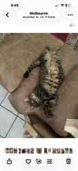 Lost Male Cat last seen Old glory and Merrill , Melbourne, FL 32940