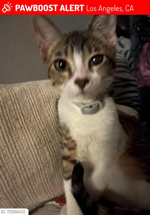 Lost Female Cat last seen Figueroa and El Segundo , Los Angeles, CA 90044