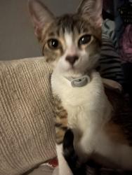 Lost Female Cat last seen Figueroa and El Segundo , Los Angeles, CA 90044