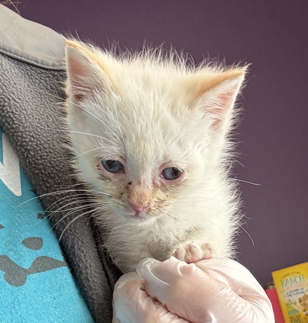 Shelter Stray Male Cat last seen Near W Heather Street, Midvale, UT, 84047, Taylorsville, UT 84123