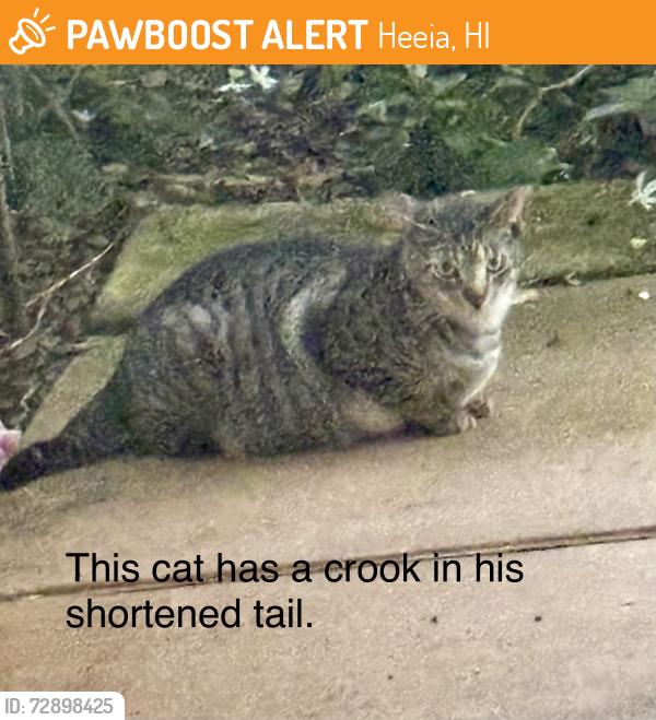 Found/Stray Male Cat last seen Heeia St Kaneohe, Heeia, HI 96744