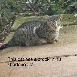 Found/Stray Male Cat last seen Heeia St Kaneohe, Heeia, HI 96744