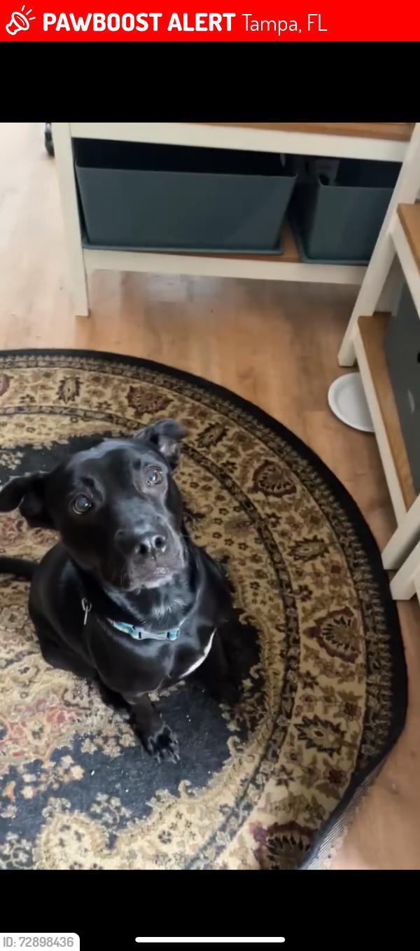 Lost Female Dog last seen idlewilde and ithmar , Tampa, FL 33604