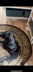 Lost Female Dog last seen idlewilde and ithmar , Tampa, FL 33604