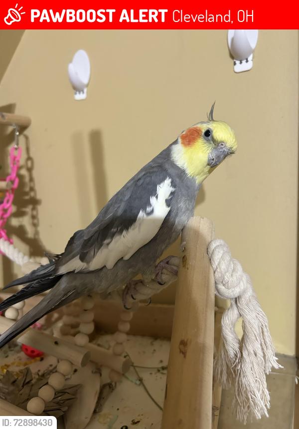 Lost Male Bird last seen Beachwood and Hoy , Cleveland, OH 44105