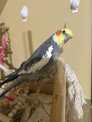 Lost Male Bird last seen Beachwood and Hoy , Cleveland, OH 44105