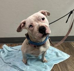 Shelter Stray Female Dog last seen Near Hilltop Drive, San Diego, CA, 92102, San Diego, CA 92110