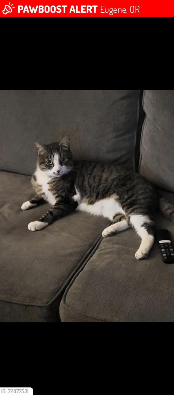 Lost Male Cat last seen Sisters View/Honeyle/N. Garden., Eugene, OR 97401