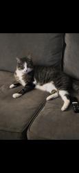 Lost Male Cat last seen Sisters View/Honeyle/N. Garden., Eugene, OR 97401