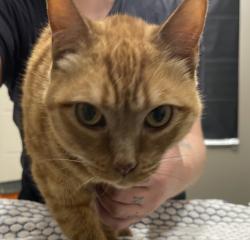 Shelter Stray Female Cat last seen Near Fletcher Parkway, La Mesa, CA, 91942, El Cajon, CA 92020