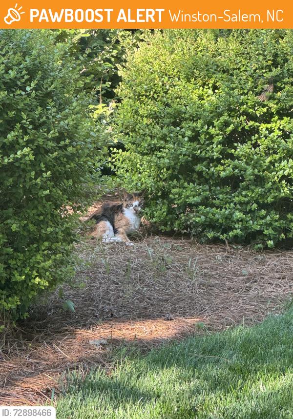 Found/Stray Unknown Cat last seen Jefferson Middle School, Winston-Salem, NC 27106