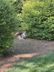 Found/Stray Unknown Cat last seen Jefferson Middle School, Winston-Salem, NC 27106
