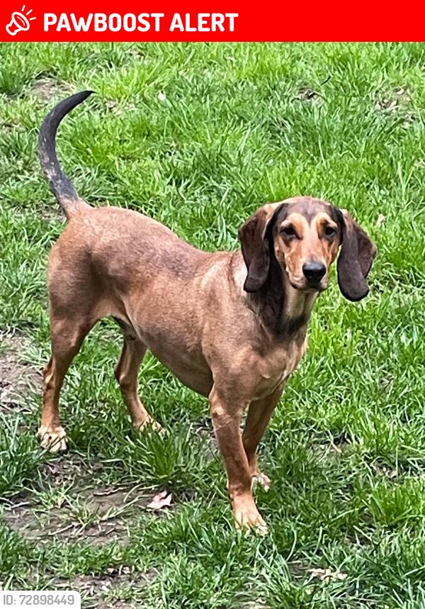 Lost Male Dog last seen Macclesfield Road alderley edge , Cheshire East, England SK9