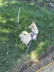 Found/Stray Female Dog last seen N Mt Vernon and E grant , Colton, CA 92324