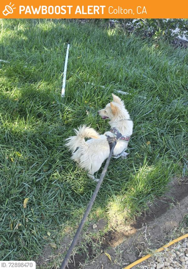 Found/Stray Female Dog last seen N Mt Vernon and E grant , Colton, CA 92324