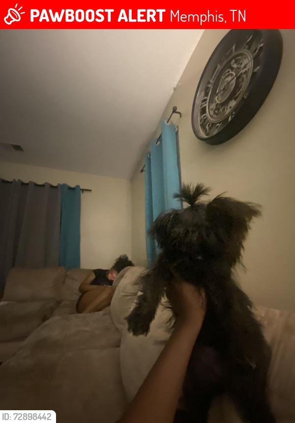 Lost Female Dog last seen Josephine and Spottswood, Memphis, TN 38111
