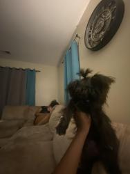 Lost Female Dog last seen Josephine and Spottswood, Memphis, TN 38111