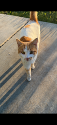 Lost Male Cat last seen Phillips, Clovis, CA 93612