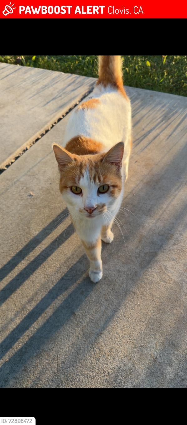 Lost Male Cat last seen Phillips, Clovis, CA 93612