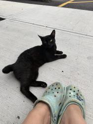 Found/Stray Unknown Cat last seen at a apmt complex canterbury court , Cleveland, OH 44111