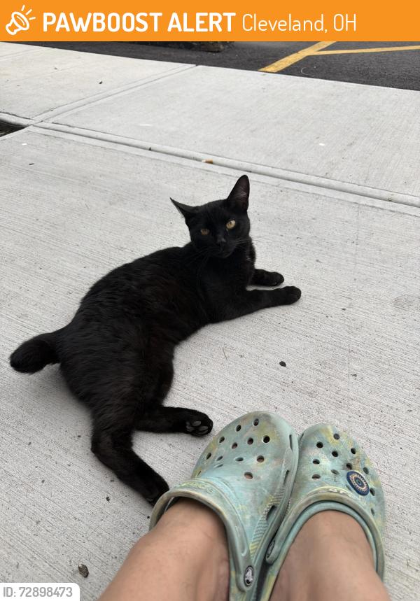 Found/Stray Unknown Cat last seen at a apmt complex canterbury court , Cleveland, OH 44111