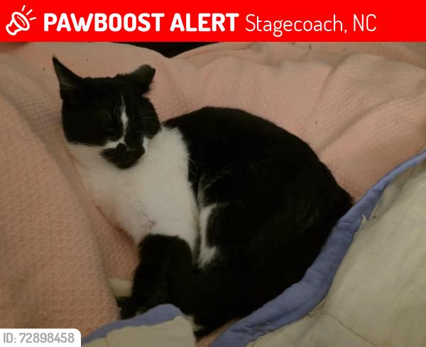Lost Male Cat last seen Off Old Stage rd, south of Rock Service Station rd.  May have wandered into the Pine Needles or Stephen's Point areas off Banks Rd , Stagecoach, NC 27603