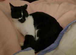 Lost Male Cat last seen Off Old Stage rd, south of Rock Service Station rd.  May have wandered into the Pine Needles or Stephen's Point areas off Banks Rd , Stagecoach, NC 27603