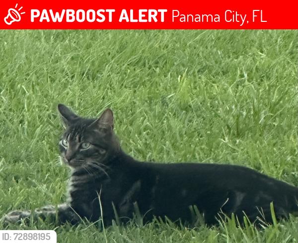 Lost Male Cat last seen Candlewick Drive/Northshore Drive, Panama City, FL 32405