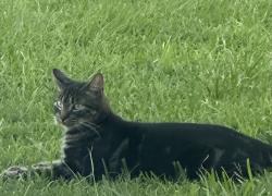 Lost Male Cat last seen Candlewick Drive/Northshore Drive, Panama City, FL 32405