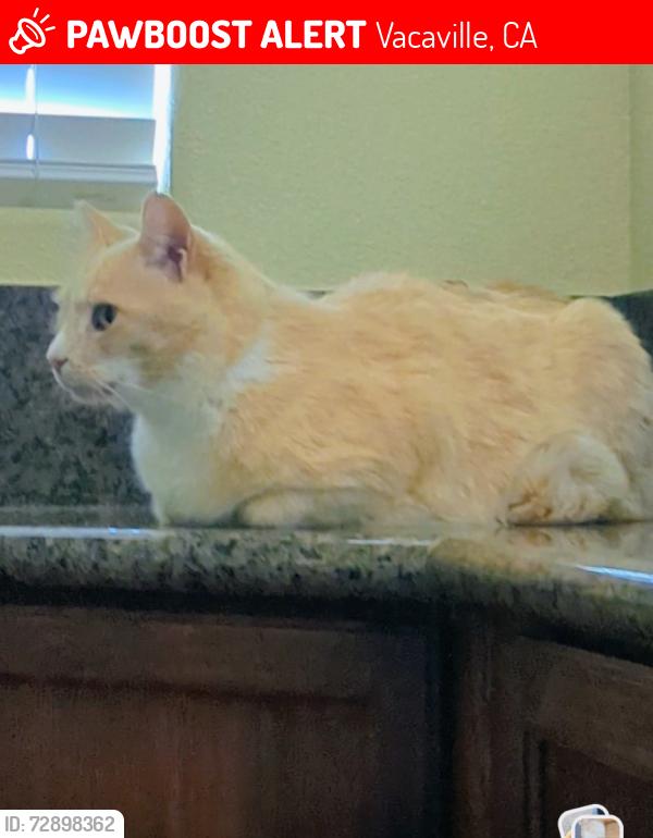 Lost Male Cat last seen Fruitvale Road and Westfield Lane Vacaville, Vacaville, CA 95688