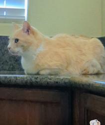 Lost Male Cat last seen Fruitvale Road and Westfield Lane Vacaville, Vacaville, CA 95688