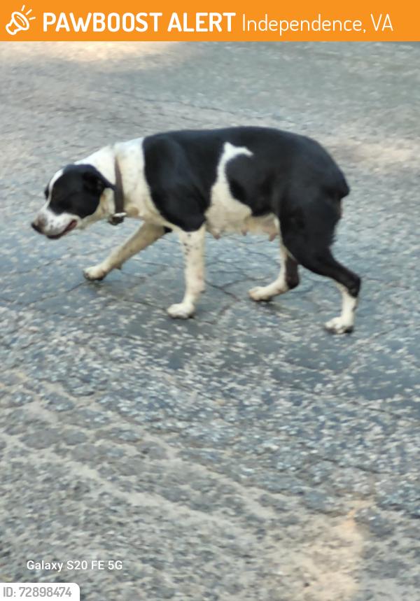 Found/Stray Female Dog last seen FOREST RIDGE, Independence, VA 24348