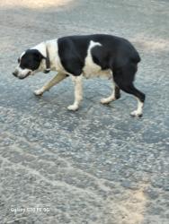 Found/Stray Female Dog last seen FOREST RIDGE, Independence, VA 24348