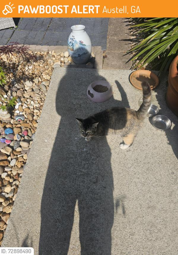 Found/Stray Female Cat last seen Songwood , Austell, GA 30168